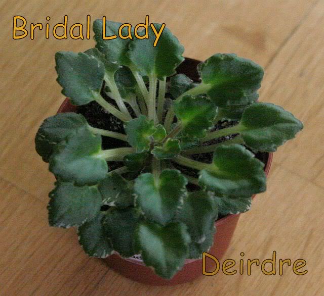 BridalLady01.jpg