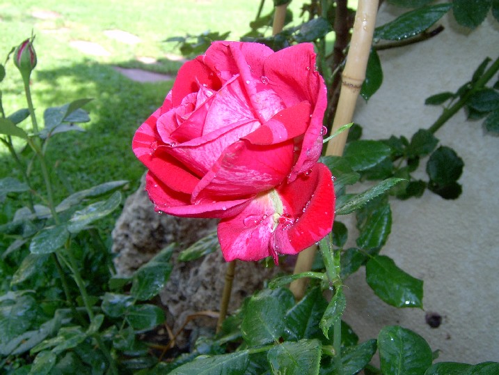Brigitte%20%20Bardot%20002.jpg