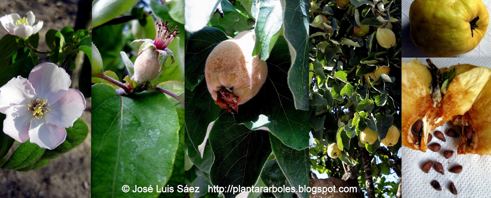 brillo%2BMembrillero%2BCydonia%2Boblonga%2BFlores%2Bfrutos%2Bsemillas%2BFlowers%2Bfruits%2Bseeds.jpg