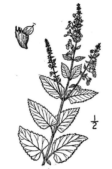 britt-0857-teucrium-scorodonia.jpg