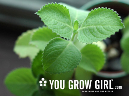 broadleafthyme.jpg