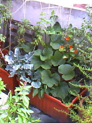brocoli zapallo tomate.jpg