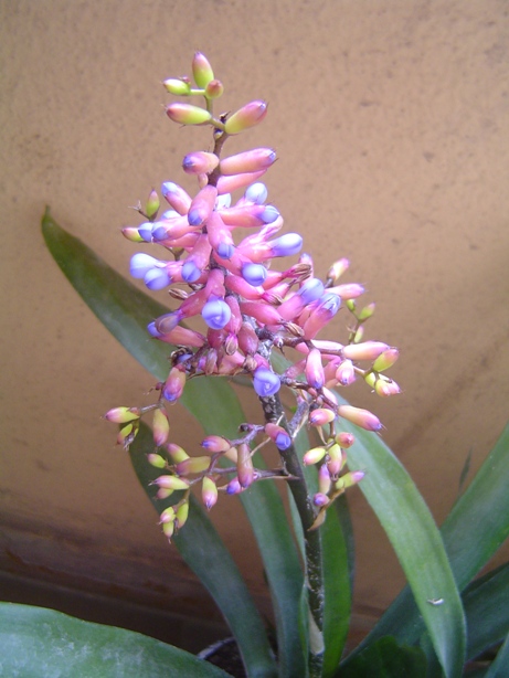BROLEMIA1_zps349f3454.jpg
