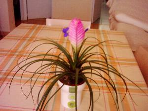 bromelia%20tilansia.JPG