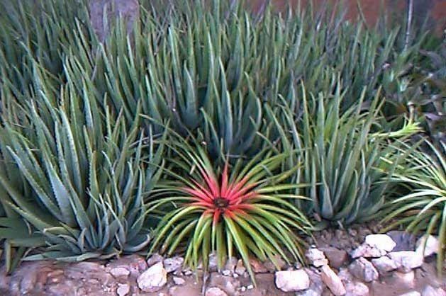 bromelia-humilis-02f41300-91b9-4a91-8b94-a4ae7af3803-resize-750.jpe