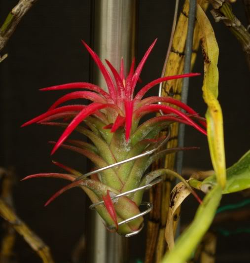 bromelia.jpg
