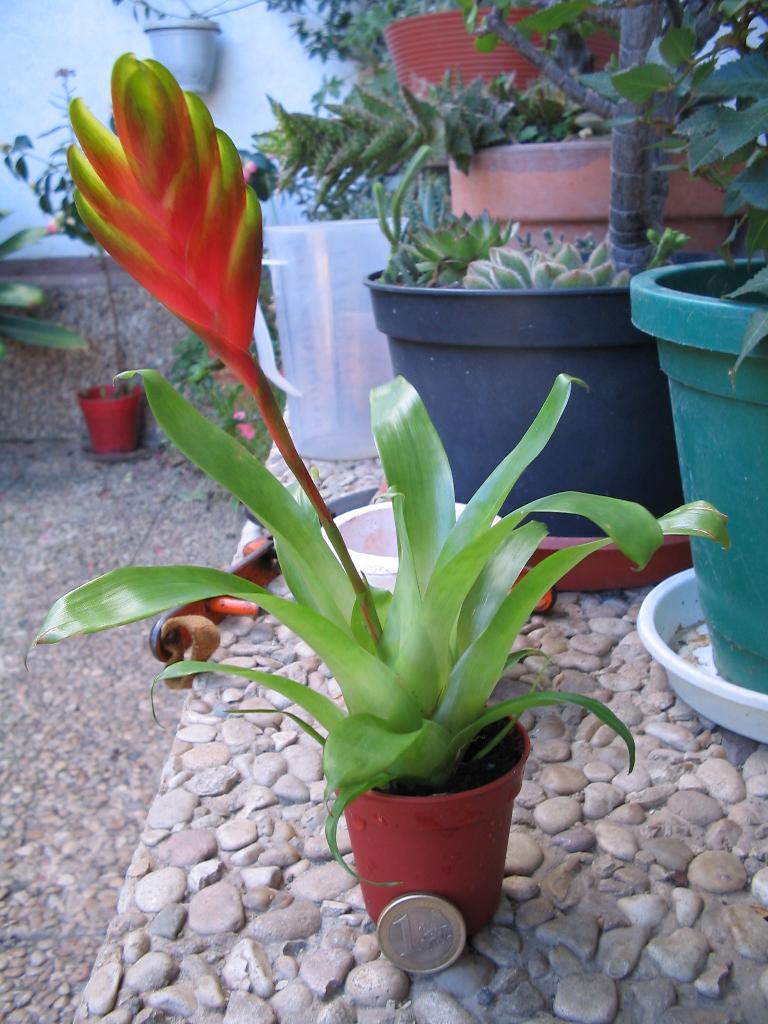 bromelia.jpg