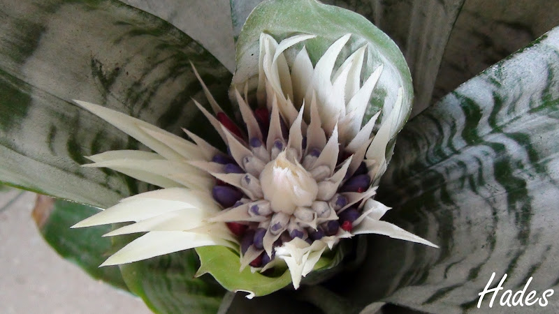 bromelia.jpg