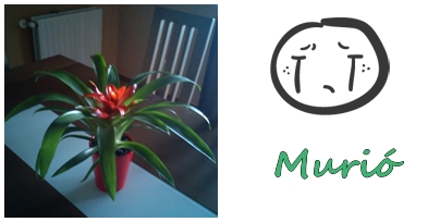 bromelia.jpg