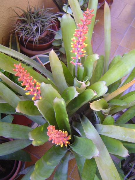 BROMELIA05122012058.jpg
