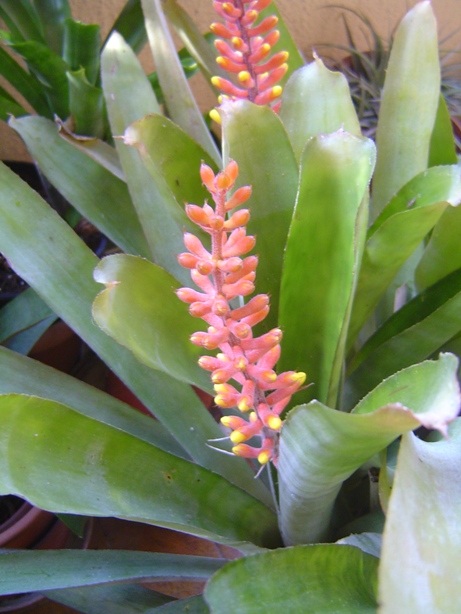bromelia05122012059.jpg