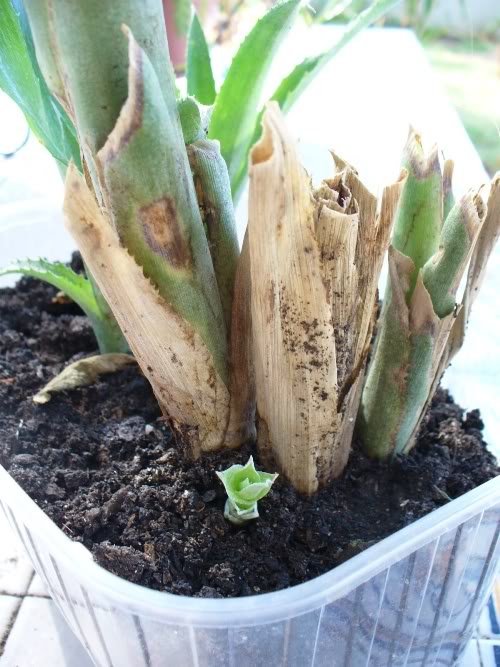 bromelia12ago07.jpg
