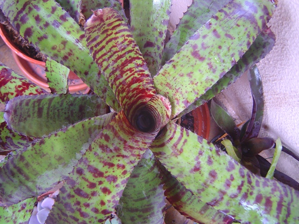 Bromelia13-12-20122_zpsb22e90c0.jpg