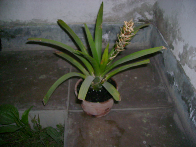bromelia2.jpg