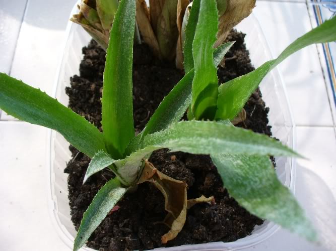 bromelia212ago07.jpg