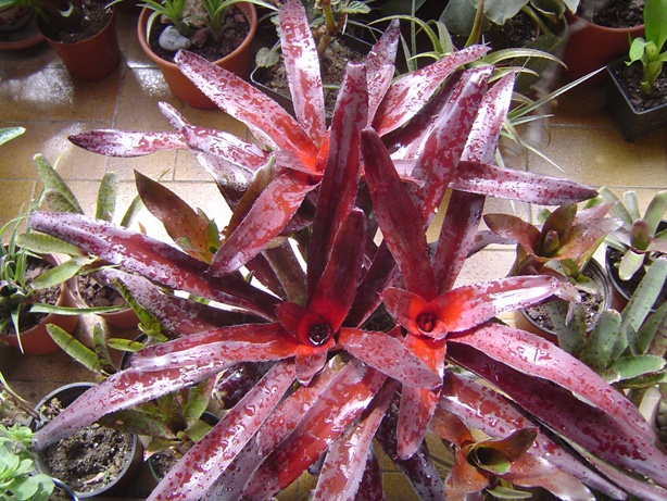 BROMELIA3_zps4932d1e8.jpg