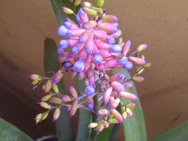 BROMELIA5_zps21193861.jpg