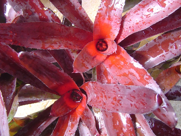 BROMELIA6_zps3ed502ea.jpg