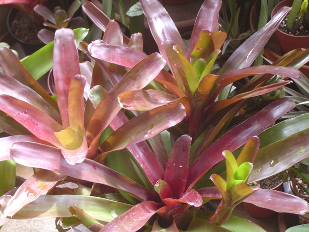 BROMELIA7_zps7d8686d4.jpg