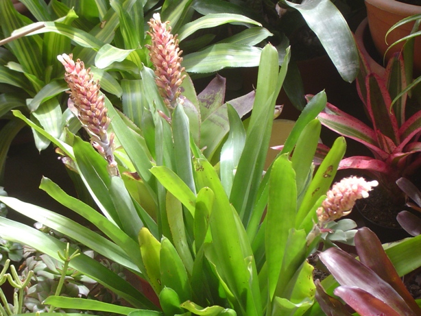 BROMELIA8_zps5c650ef2.jpg