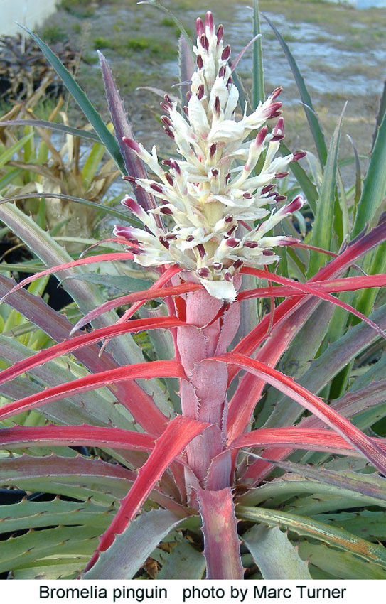 Bromelia_pinguin_Turner.jpg