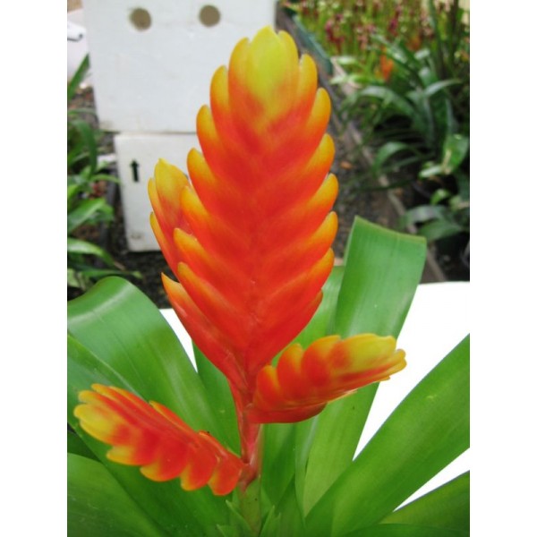 bromeliad-vriesea-drako_zpsy7pqsj5q.jpg