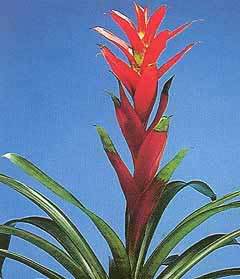 bromeliad_2.jpg