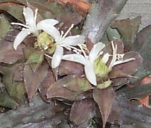 bromeliad_sm.jpg