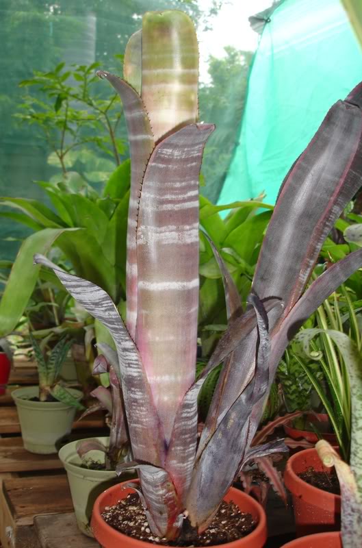 BROMELIARIO1.jpg