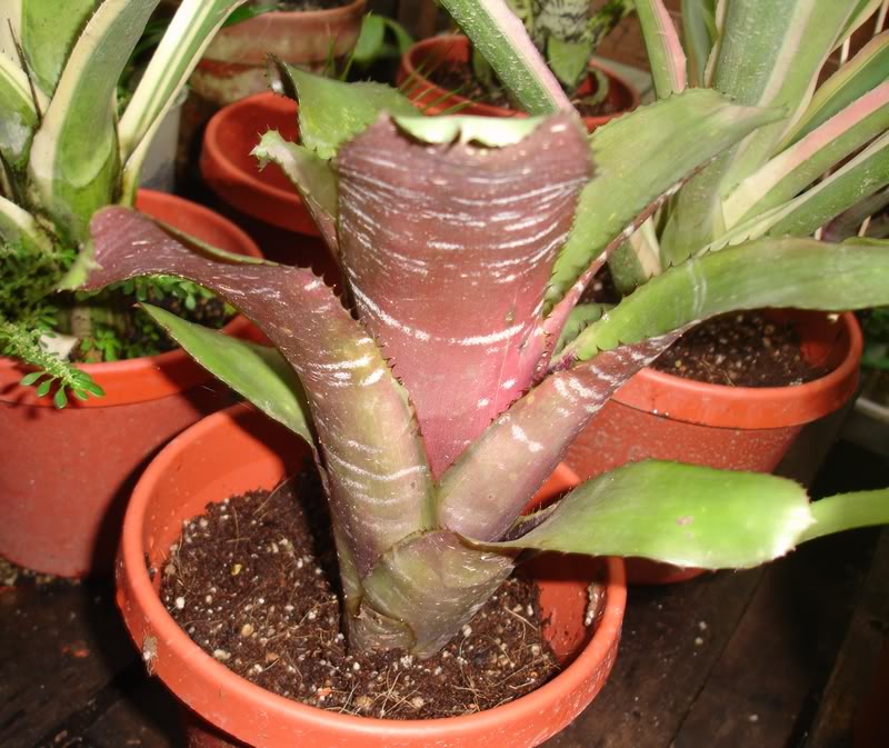 BROMELIARIO10.jpg