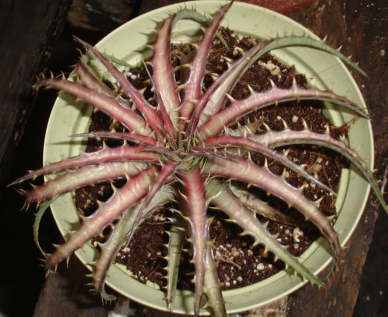 BROMELIARIO2.jpg