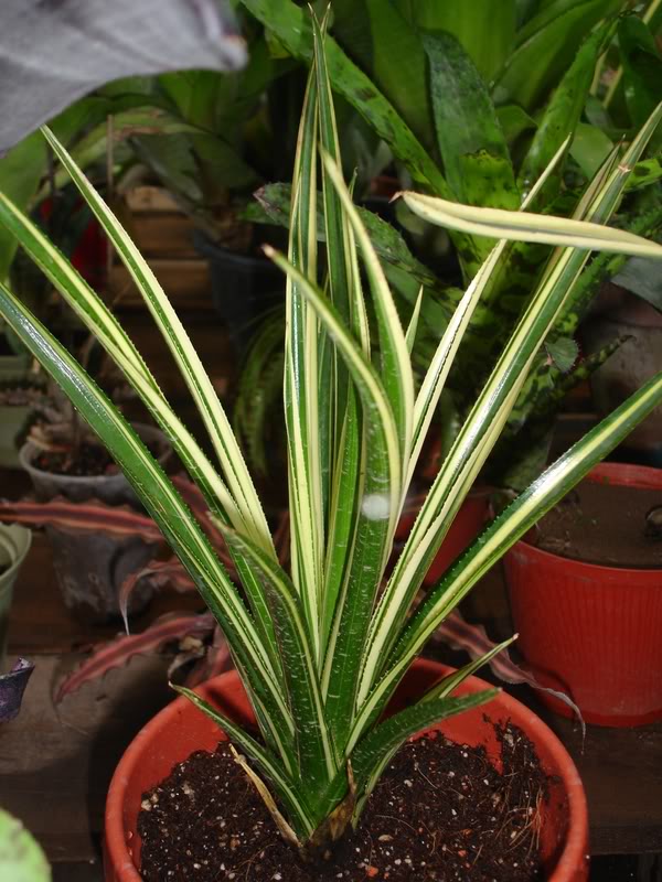 BROMELIARIO3.jpg