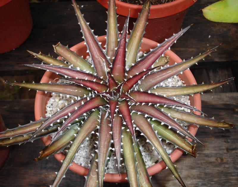 BROMELIARIO4.jpg