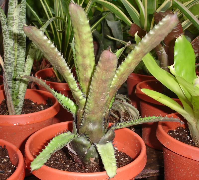 BROMELIARIO5jpg.jpg