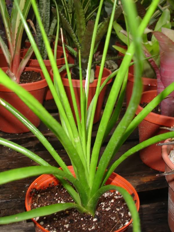 BROMELIARIO6.jpg
