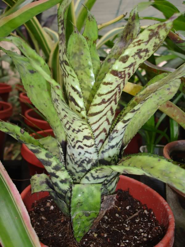 BROMELIARIO7.jpg