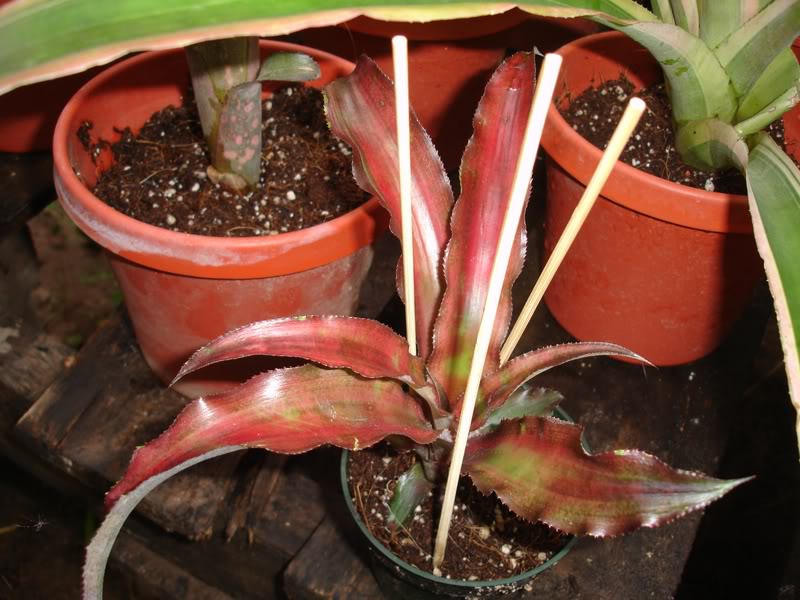 BROMELIARIO8.jpg