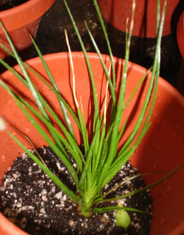 BROMELIARIO9.jpg