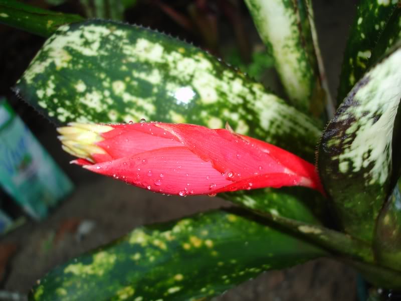 BROMELIARIObillbergiaflor.jpg