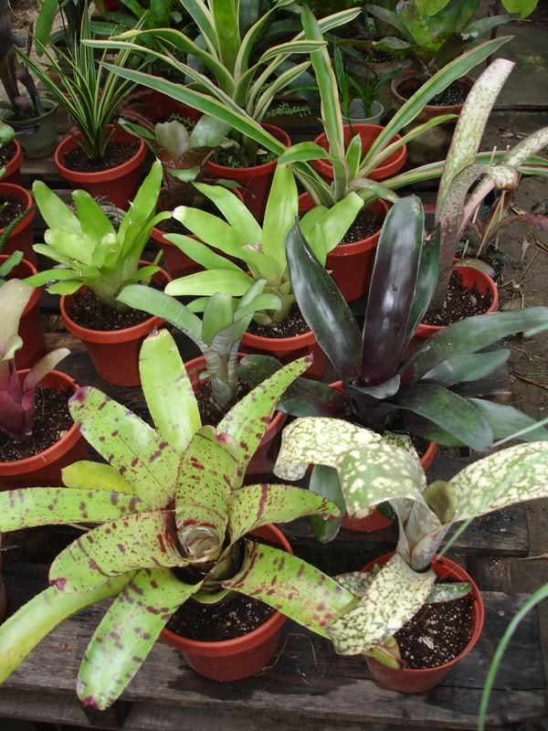 BROMELIARIObonche1.jpg