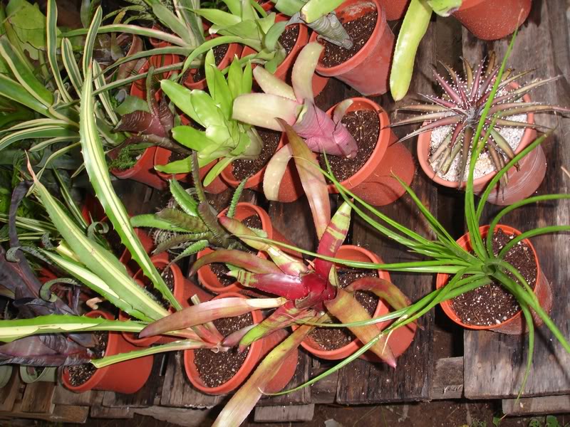 BROMELIARIObonche2.jpg