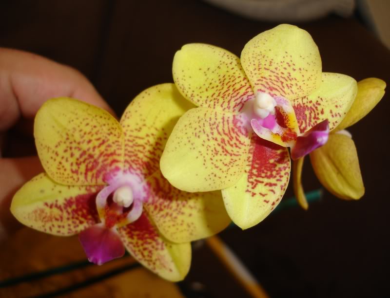 BROMELIARIOfale.jpg