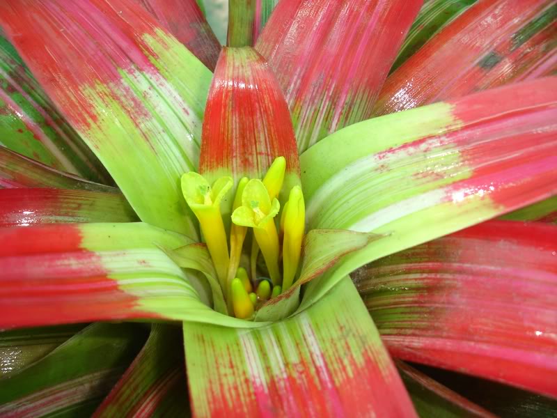 BROMELIARIOguzmaniaflorecida2.jpg
