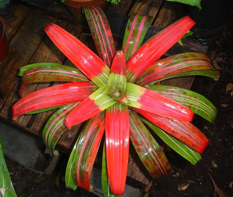BROMELIARIOguzmaniasanguineaflor.jpg