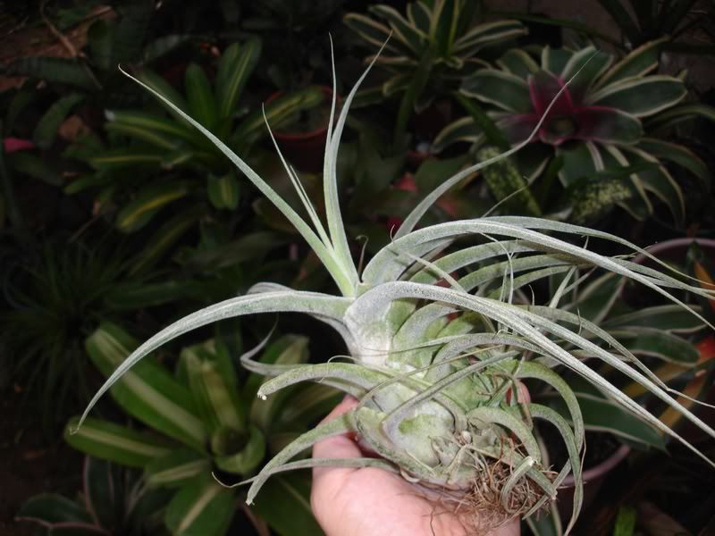 BROMELIARIOtill1.jpg