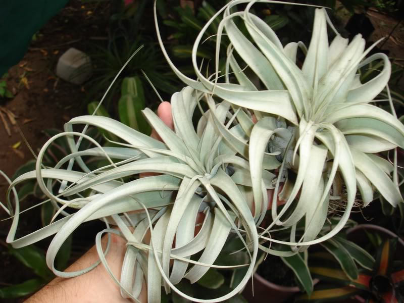 BROMELIARIOtill2.jpg