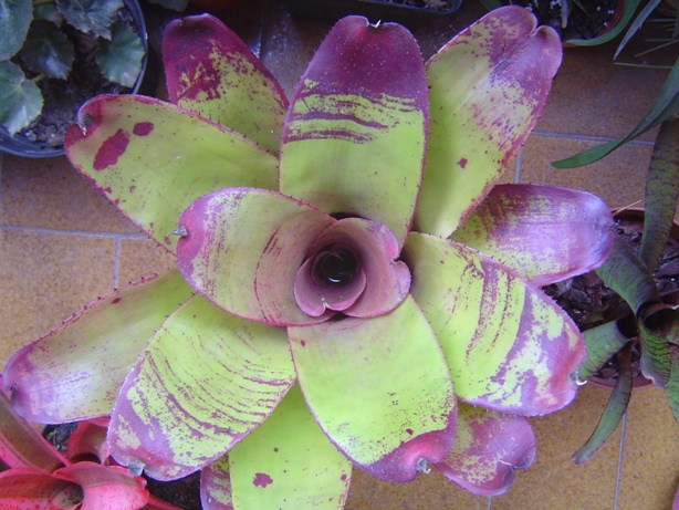 bromelias18-12-2012003_zps3b32d234.jpg