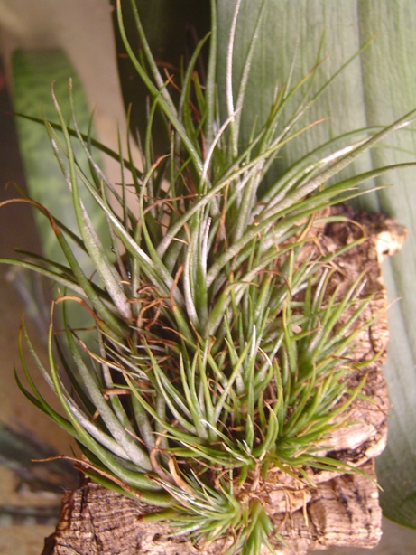 Bromelias20-1-2013001_zps029e7ba1.jpg