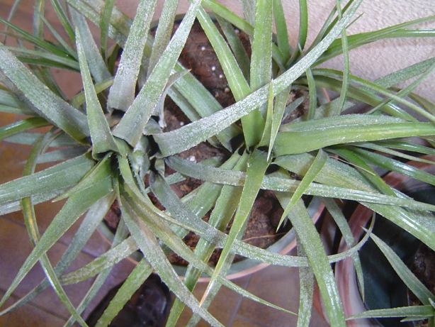 bromelias22-12-2012001_zpsb15b0e07.jpg