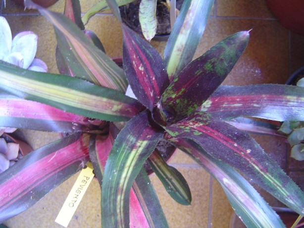 Bromelias26-12-2012001_zps9d43a9ce.jpg